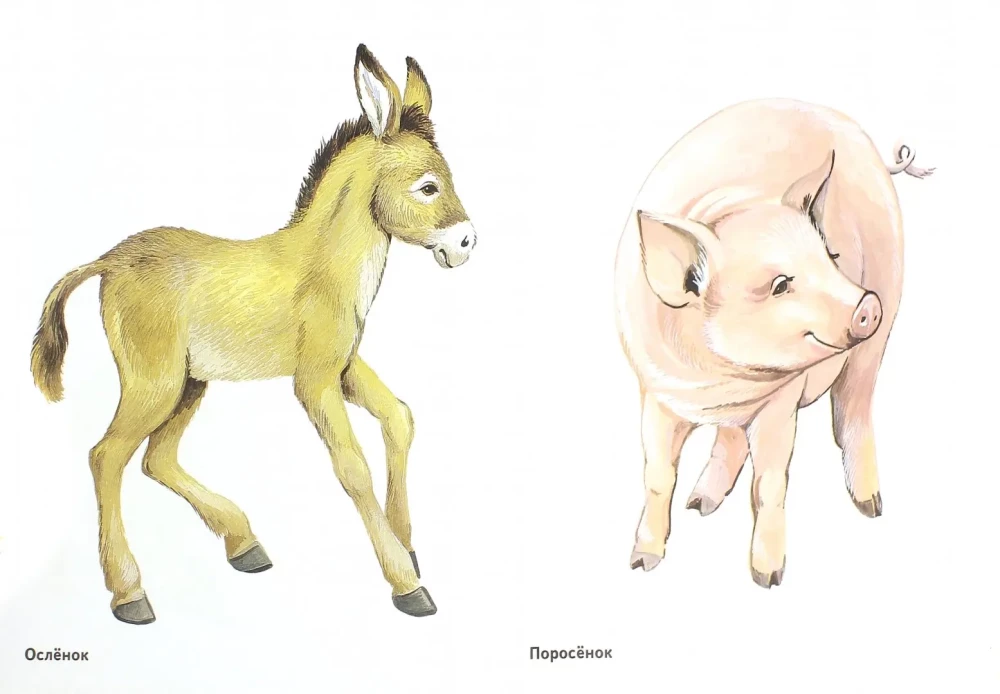 Kittens of domestic animals in pictures. A visual aid for teachers, speech therapists, educators, and parents.