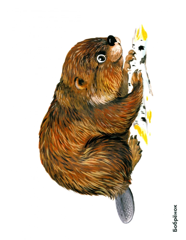 Cub of Wild Animals in Pictures. A Visual Aid for Educators, Speech Therapists, Educators, and Parents