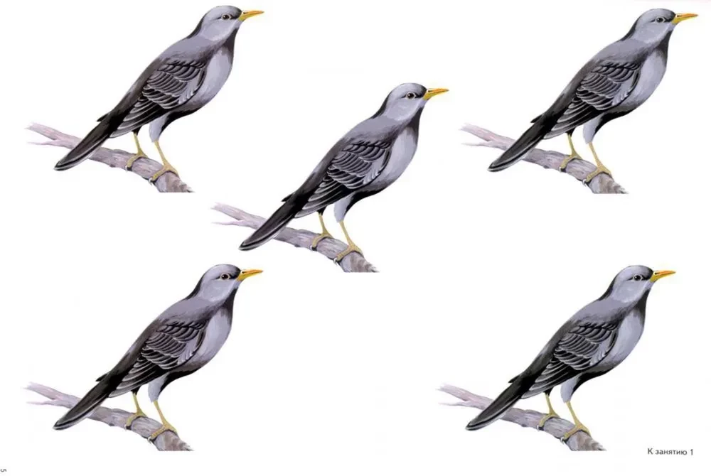 Cut-out pictures for the formation of elementary mathematical representations in preschoolers aged 4-5