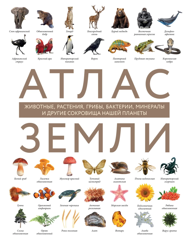 Atlas of the Earth. Animals, plants, fungi, bacteria, minerals and other treasures of our planet