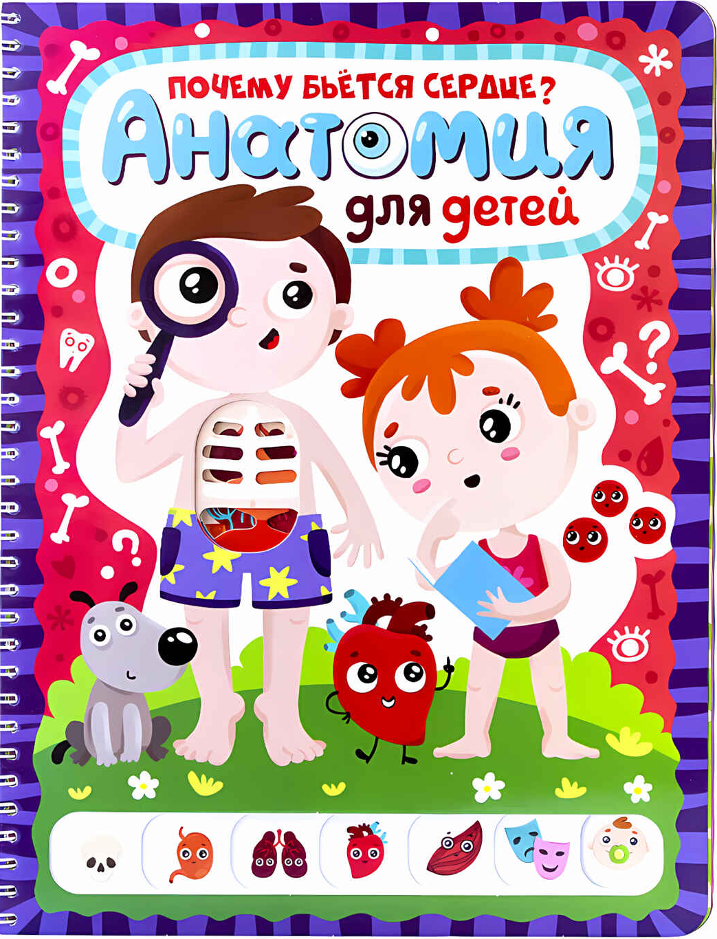 ZnanikUM. Anatomia