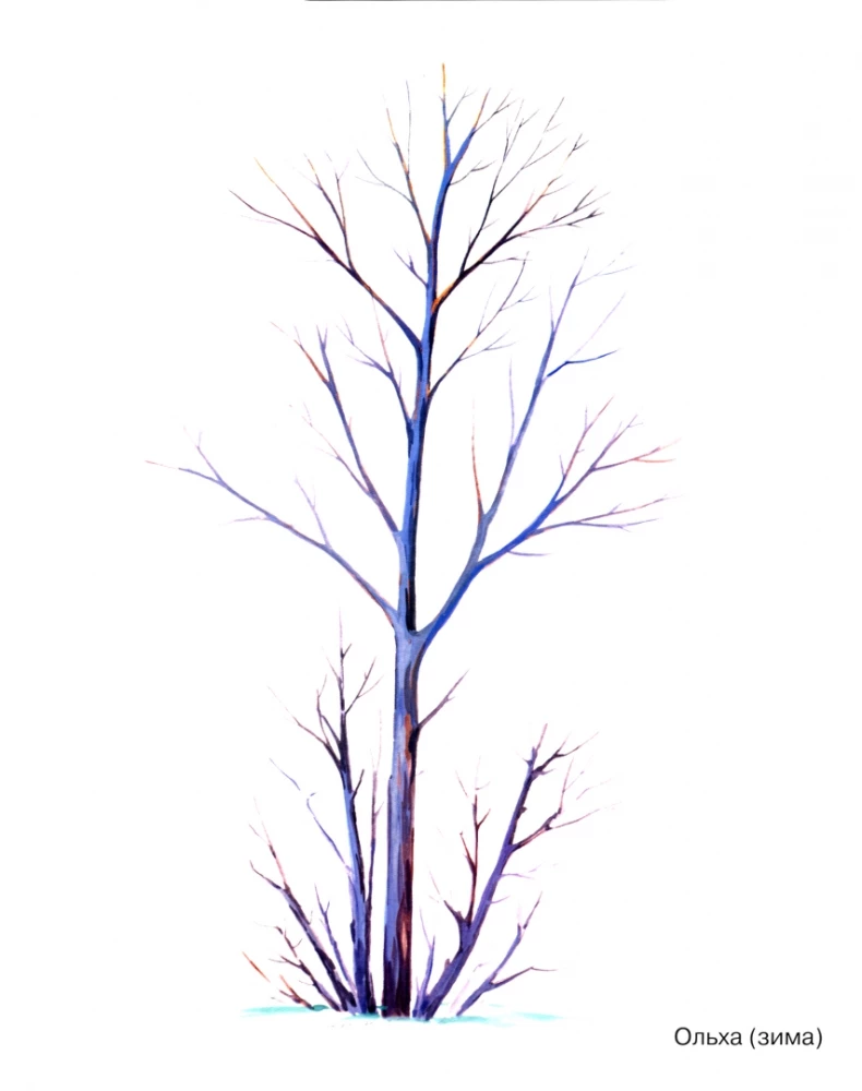 Trees in Pictures. A Visual Aide for Teachers, Speech Therapists, Educators, and Parents.