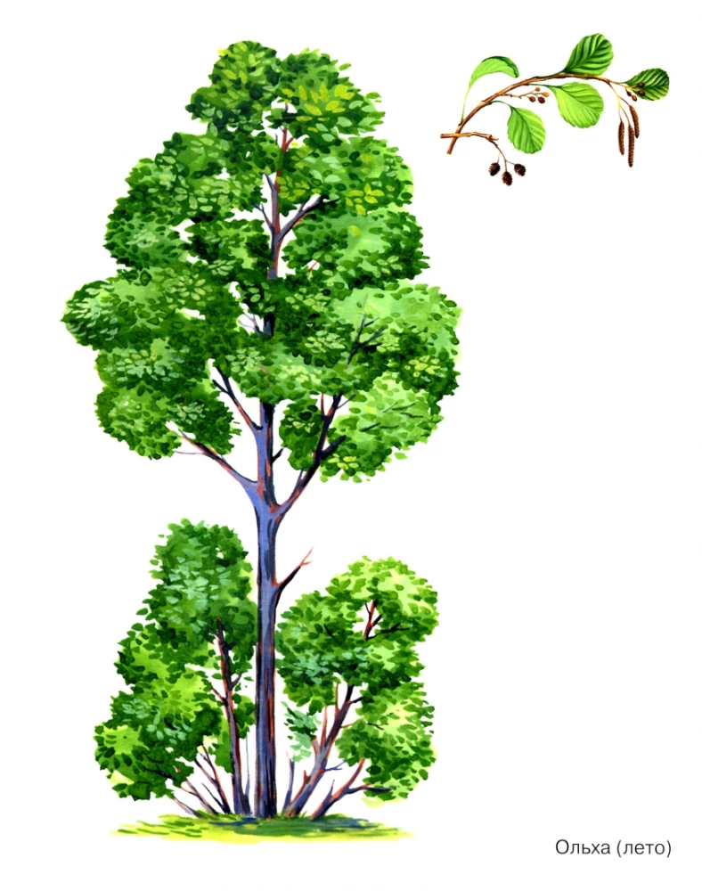 Trees in Pictures. A Visual Aide for Teachers, Speech Therapists, Educators, and Parents.