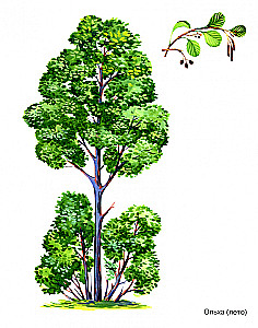 Trees in Pictures. A Visual Aide for Teachers, Speech Therapists, Educators, and Parents.