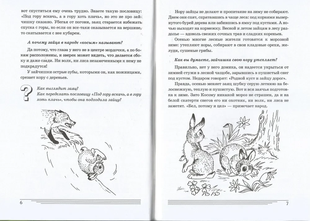 What animals are in the forest?
