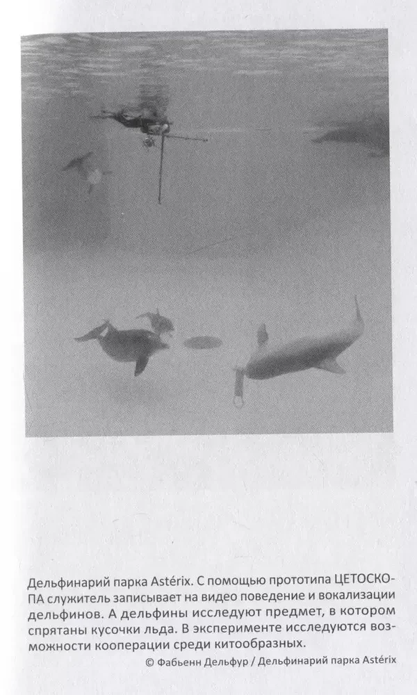 With Dolphins. Towards Amazing Creatures