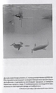 With Dolphins. Towards Amazing Creatures