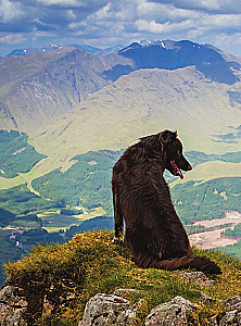 Dogs. Gift Illustrated Encyclopedia