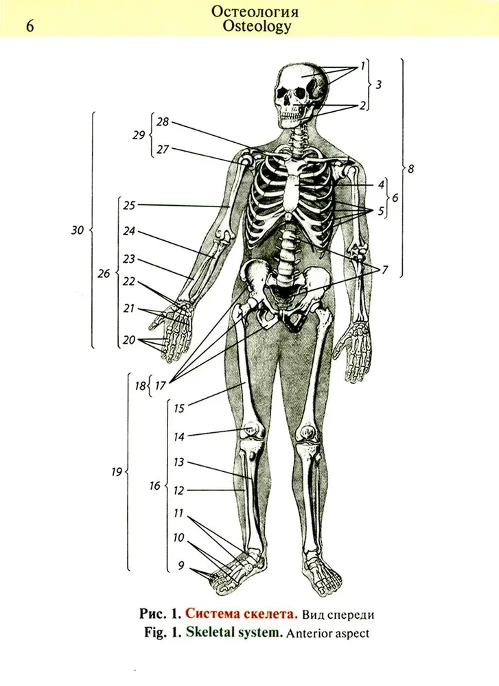 Pocket Atlas of Anatomy