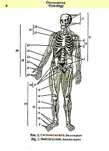 Pocket Atlas of Anatomy