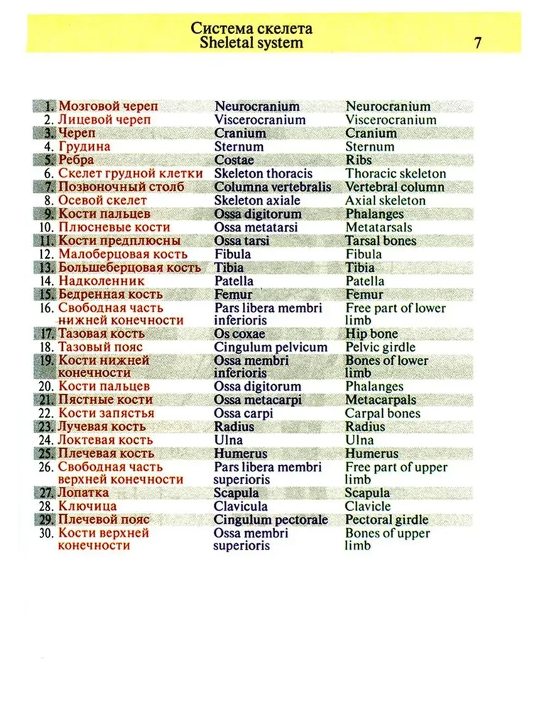 Pocket Atlas of Anatomy
