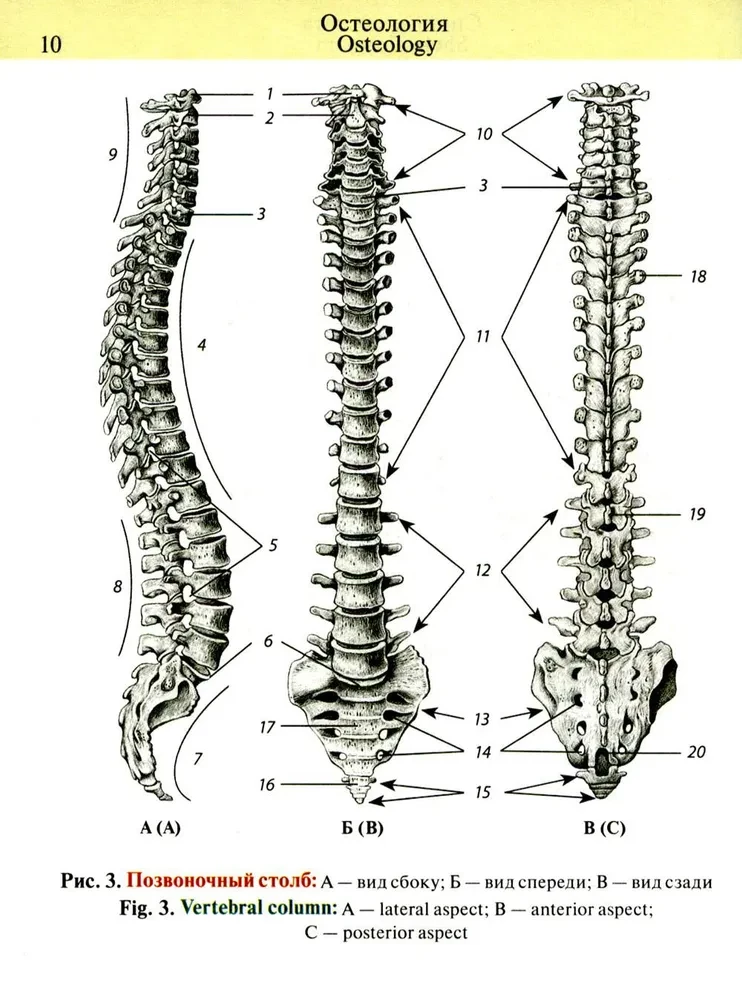 Pocket Atlas of Anatomy