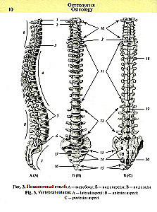 Pocket Atlas of Anatomy