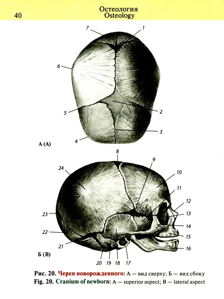 Pocket Atlas of Anatomy