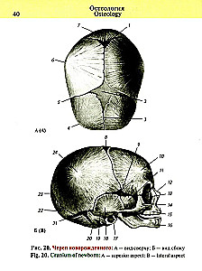 Pocket Atlas of Anatomy