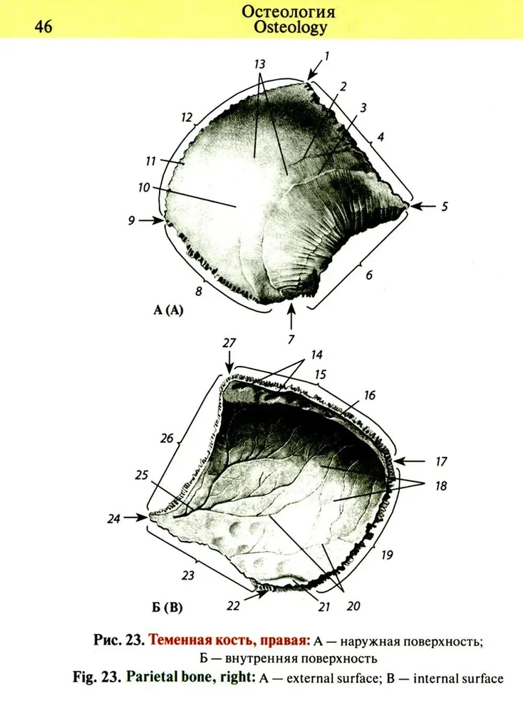 Pocket Atlas of Anatomy
