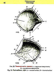 Pocket Atlas of Anatomy