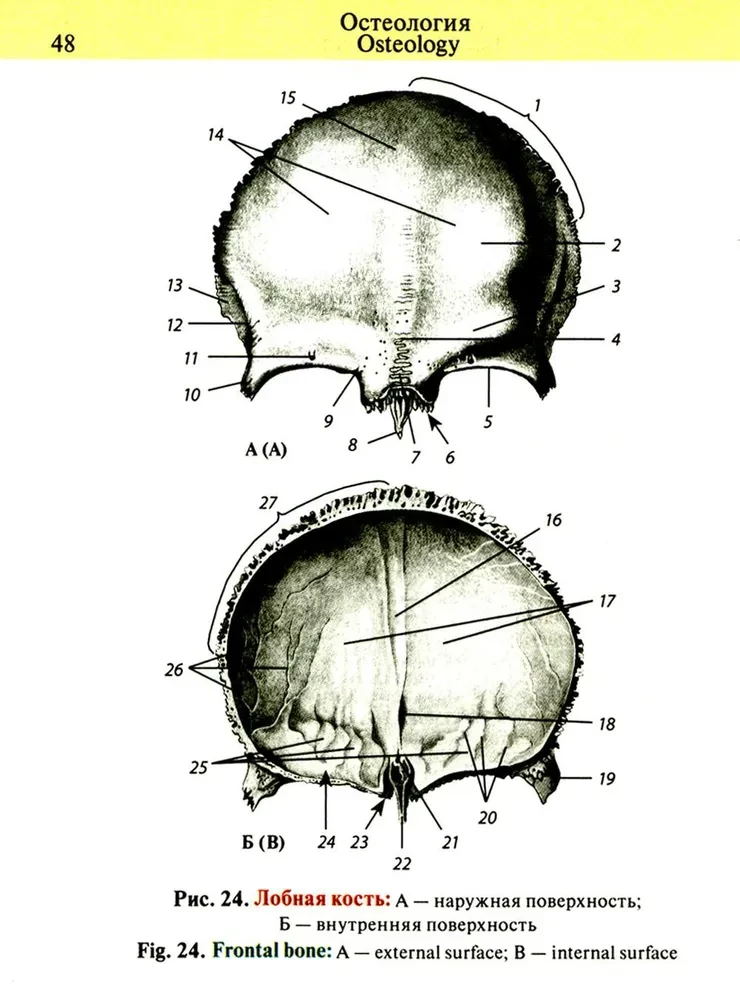 Pocket Atlas of Anatomy