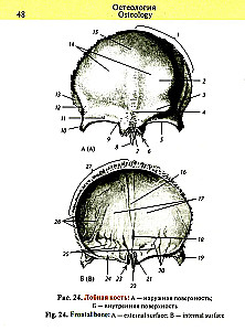 Pocket Atlas of Anatomy