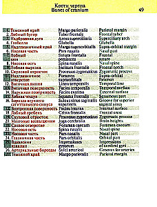 Pocket Atlas of Anatomy