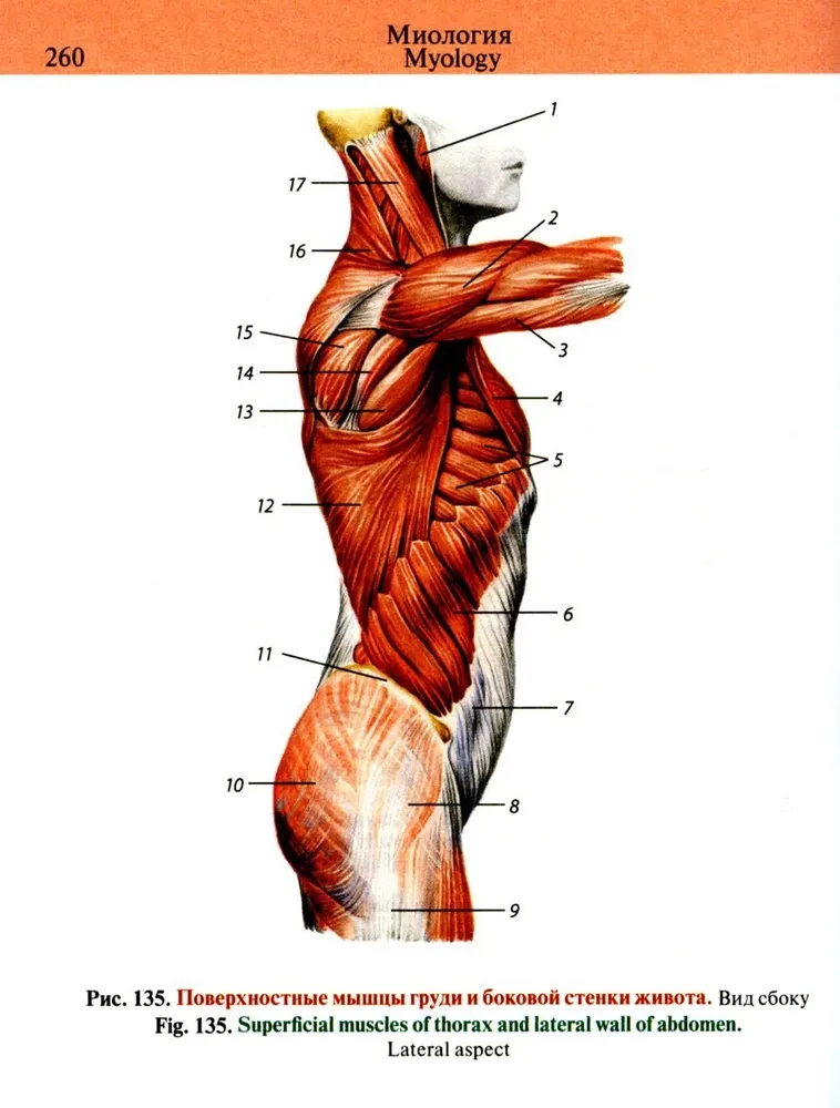 Pocket Atlas of Anatomy