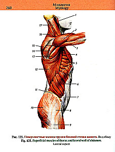 Pocket Atlas of Anatomy