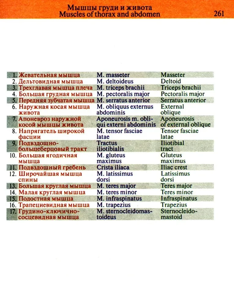 Pocket Atlas of Anatomy