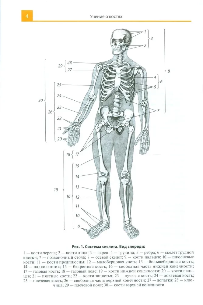 Atlas anatomii dla szkół medycznych