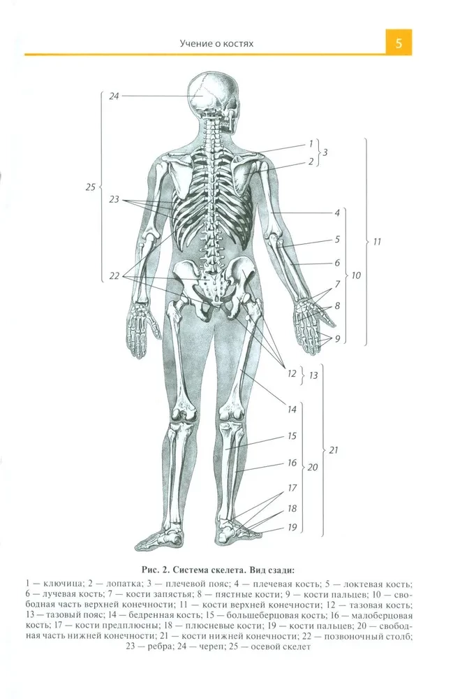 Atlas anatomii dla szkół medycznych