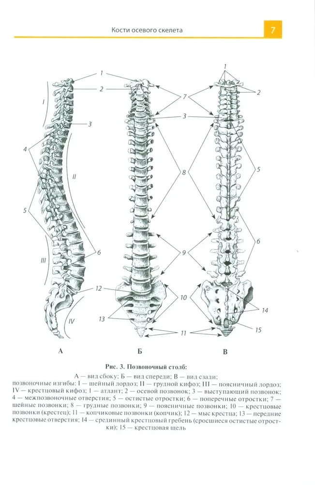 Atlas of Anatomy for Medical Colleges