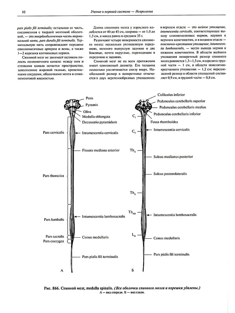 Atlas of Human Anatomy in 3 Volumes. Volume 3