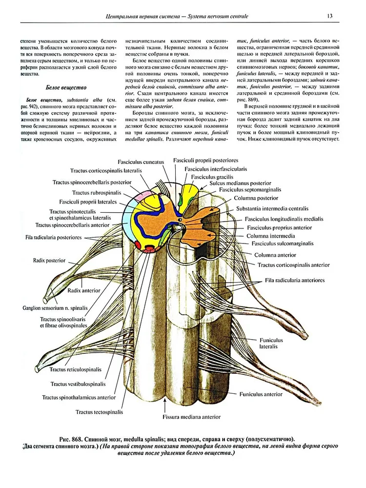 Atlas of Human Anatomy in 3 Volumes. Volume 3