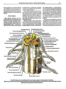 Atlas anatomii człowieka w 3 tomach. Tom 3