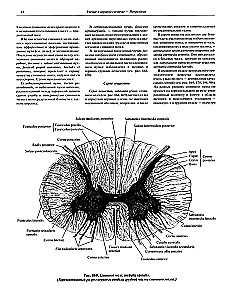 Atlas of Human Anatomy in 3 Volumes. Volume 3