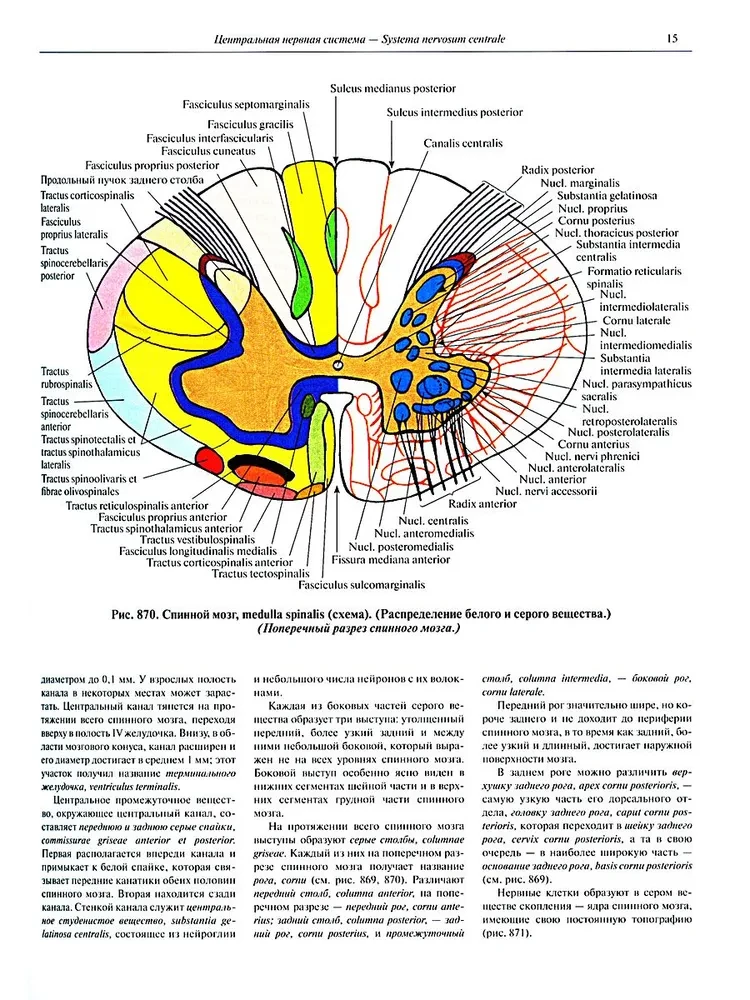 Atlas of Human Anatomy in 3 Volumes. Volume 3