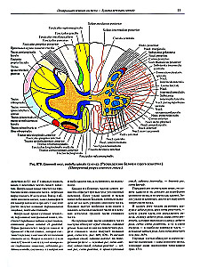 Atlas of Human Anatomy in 3 Volumes. Volume 3
