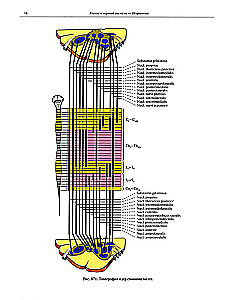 Atlas anatomii człowieka w 3 tomach. Tom 3