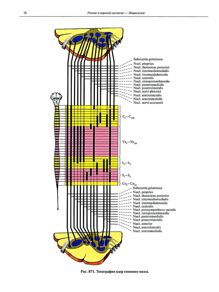Atlas of Human Anatomy in 3 Volumes. Volume 3