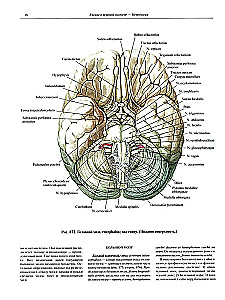 Atlas anatomii człowieka w 3 tomach. Tom 3
