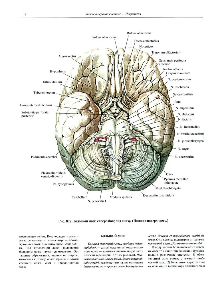 Atlas of Human Anatomy in 3 Volumes. Volume 3