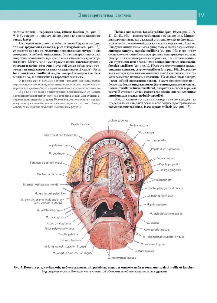 Atlas of Human Anatomy. In 3 Volumes. Volume 2