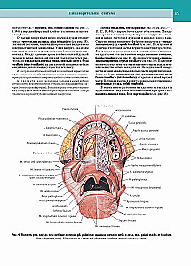 Atlas anatomii człowieka. W 3 tomach. Tom 2