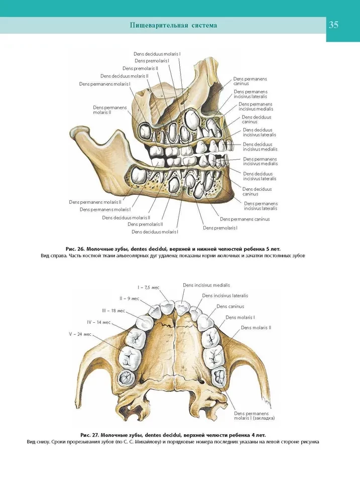 Atlas of Human Anatomy. In 3 Volumes. Volume 2