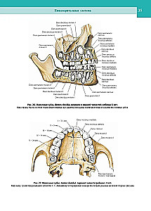 Atlas of Human Anatomy. In 3 Volumes. Volume 2
