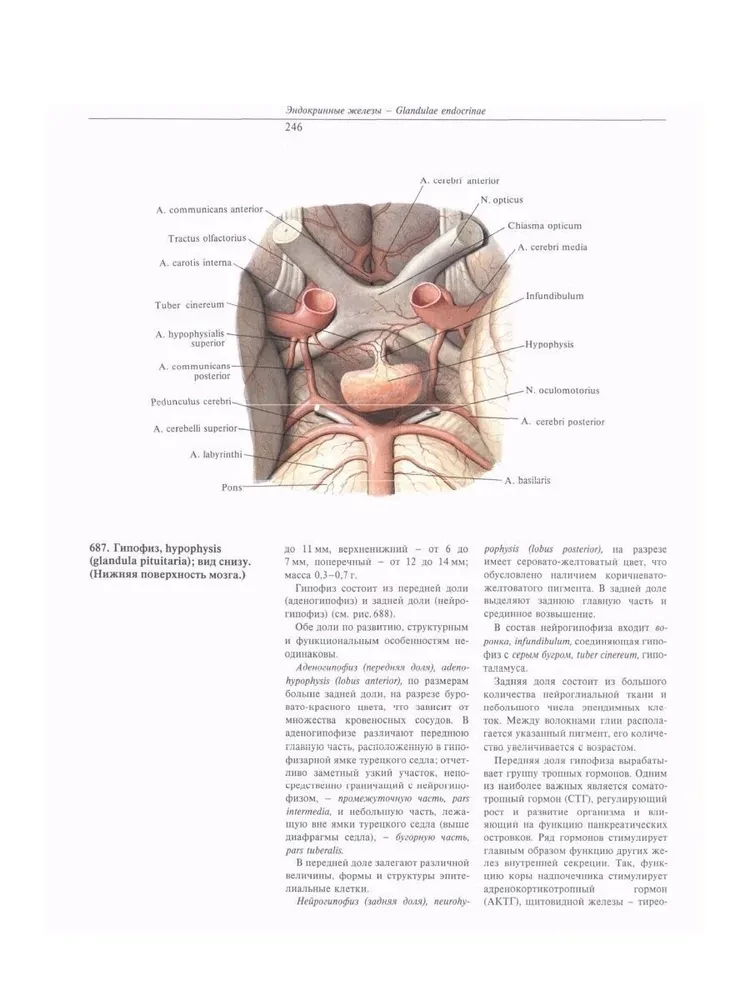 Atlas anatomii człowieka. W 3 tomach. Tom 2