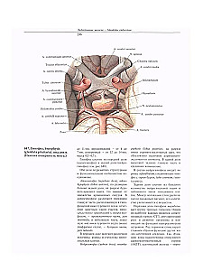 Atlas anatomii człowieka. W 3 tomach. Tom 2