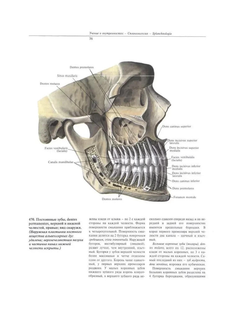 Atlas of Human Anatomy. In 3 Volumes. Volume 2