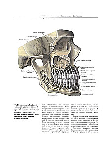 Atlas anatomii człowieka. W 3 tomach. Tom 2