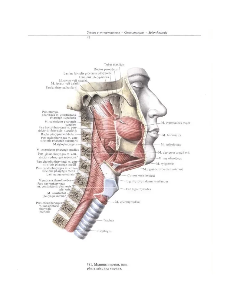 Atlas of Human Anatomy. In 3 Volumes. Volume 2