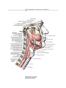 Atlas anatomii człowieka. W 3 tomach. Tom 2